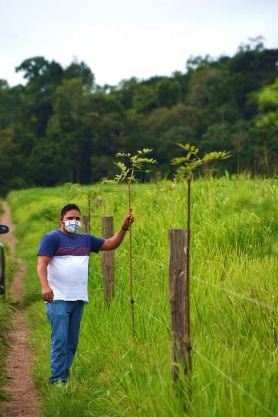 Photo 6. Ce tuteur de gliricide vivant remplace un piquet, ce qui permet de réduire les coûts d'installation des clôtures et de faciliter l'adoption du pâturage tournant. Il formera un arbre bas avec une frondaison fine, idéale pour ne pas étouffer les graminées fourragères, mais suffisante pour protéger le bétail des rayons solaires pendant les heures les plus chaudes de la journée